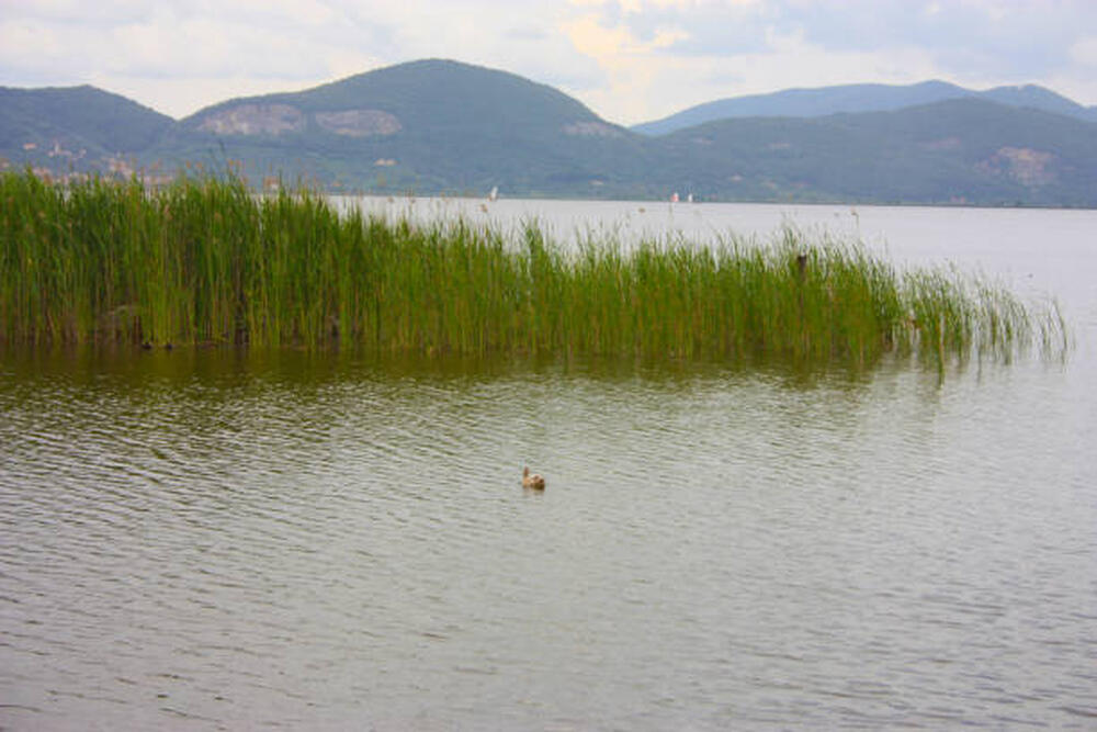 Canneto sulle rive del lago in una giornata di foschia