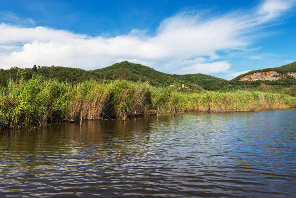 Canneto verde sulle rive del Lago di Massaciuccoli