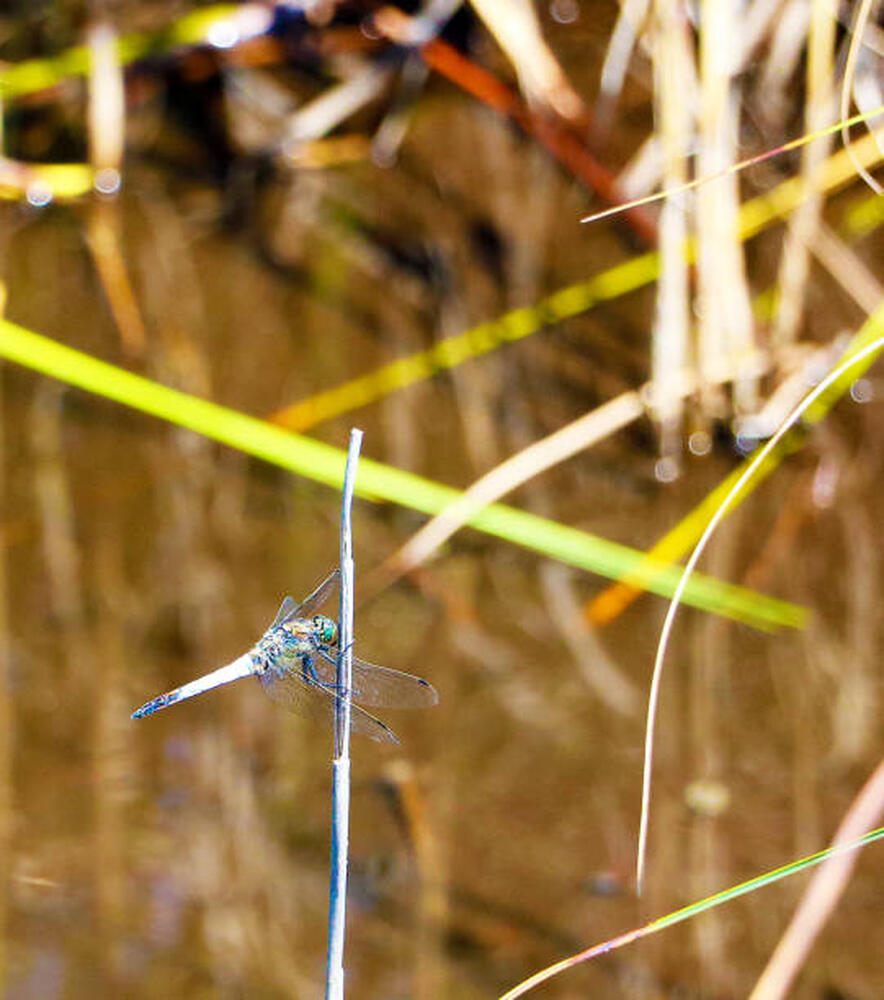 Libellula tra le canne dell'oasi del Lago di Massaciuccoli